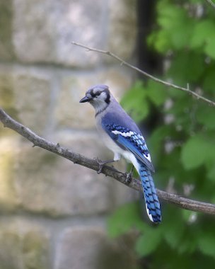 Mavi Jay (siyanocitta cristata)