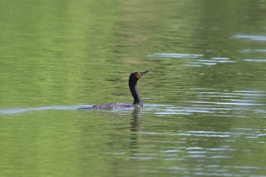 Çift tepeli Karabatak (phalacrocorax auritus))