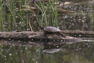 Genel Harita Kaplumbağası (üzümlü coğrafya))