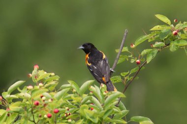 Baltimore Oriole (erkek) (icterus galbula))