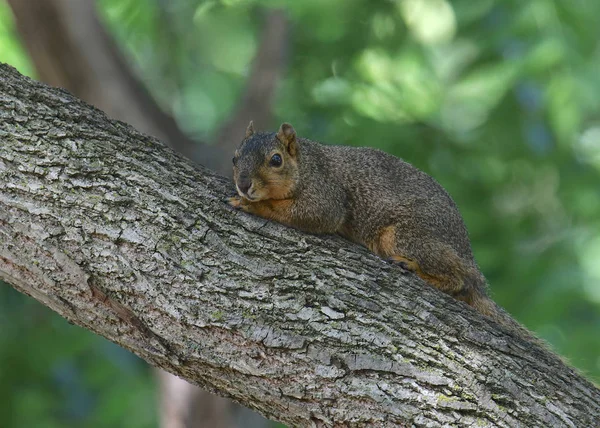 Östra Rävekorre Sciurus Niger — Stockfoto