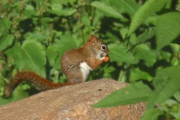 Rotes Eichhörnchen Tamiasciurus Hudsonicus — Stockfoto