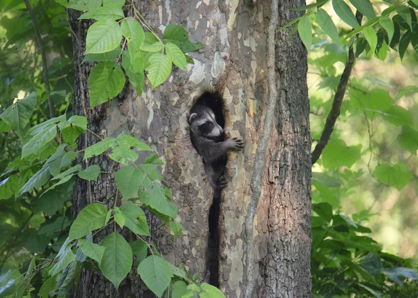 Três Guaxinins Juvenis Caindo Tronco Árvore Oca Procyon Lotor — Fotografia de Stock