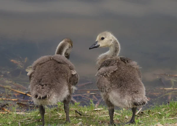 Deux Jeunes Bernaches Canada Branta Canadensis — Photo