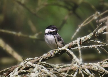 Siyah başlıklı Chickadee (poecile atricapillus)