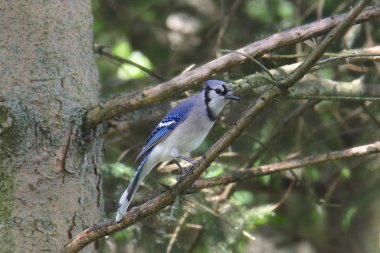 Mavi Jay (siyanocitta cristata)