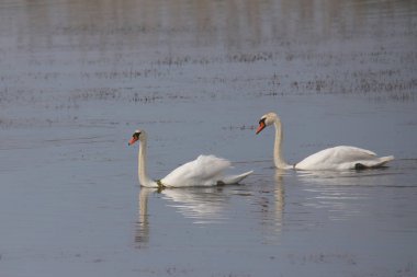  İki Dilsiz Kuğu (cygnus olor))