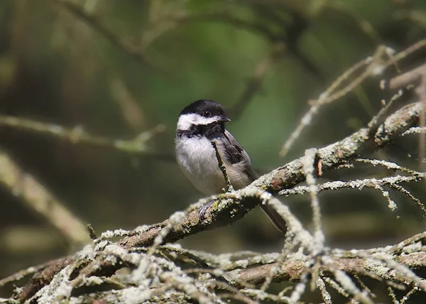 Чёрная Курица Poecile Atricapillus — стоковое фото