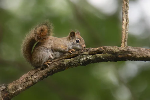 東灰色のリス Sciurus Carolinensis — ストック写真