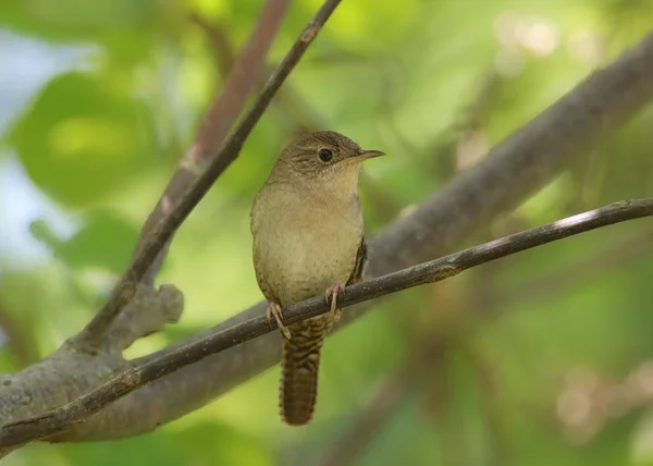 House Wren Trooglodytes Aedon — ストック写真