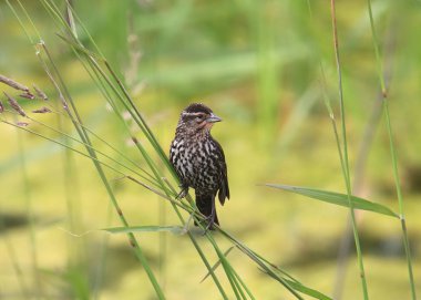 Kırmızı kanatlı Karatavuk (dişi) (Agelaius Phoeniceus)
