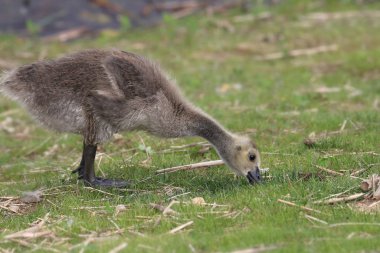 Canada Goose (juvenile) (branta canadensis))