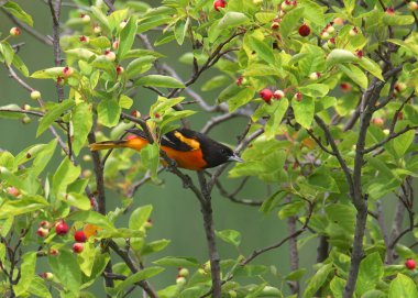 Baltimore Oriole (erkek) (icterus galbula))