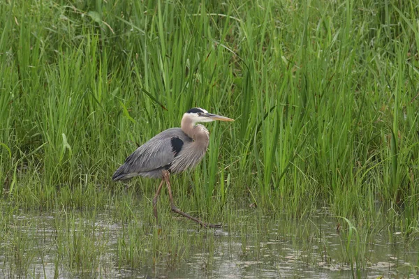 Grande Garça Azul Ardea Herodias — Fotografia de Stock