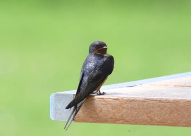 Barn Swallow (genç yaşta) ileriye bakıyor (hirundo rustica)