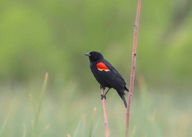 Kırmızı kanatlı Blackkbird (erkek) (Agelaius phoeniceus))