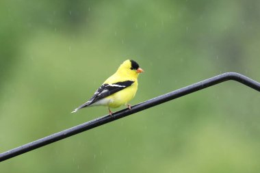 American Goldfinch (male) (spinus tristis) clipart
