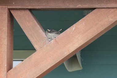 Binanın kirişindeki yuvada bir tür kuş