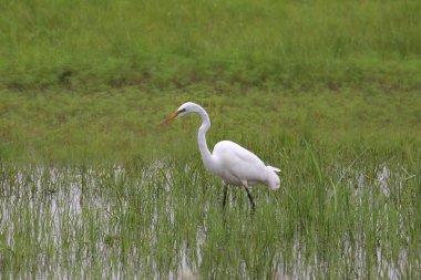 Büyük Egret (ardea alba)