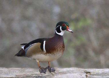 Wood Duck (erkek) (aix sponsa))