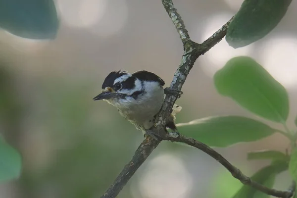 Downy Woodpecker Жінка Dryobates Pubescens — стокове фото