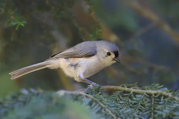 Tufled Titmouse Baeolophus Bicolor — стокове фото