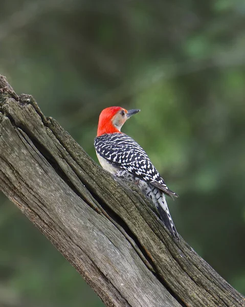 Pic Ventre Rouge Mâle Melanerpes Carolinus — Photo