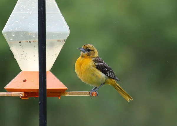 Baltimore Oriole (dişi) bir kuş besleyicisinde (icterus galbula))