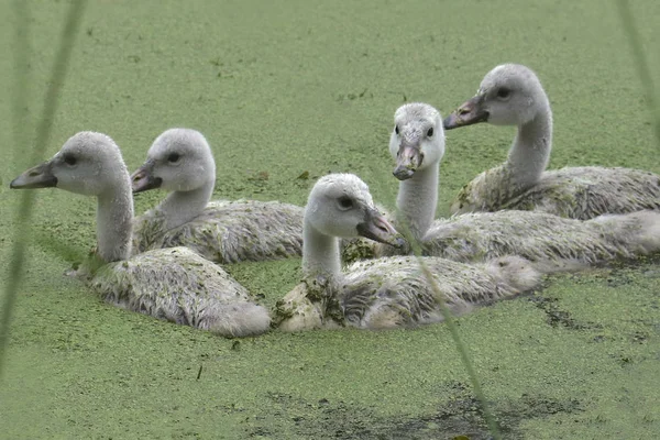 Ять Ювенільних Сурмачів Лебеді — стокове фото