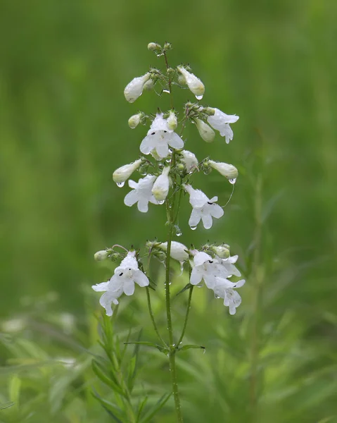 Біла Мова Penstemon Digitalis — стокове фото