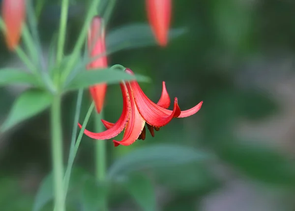 Giglio Tigre Rosso Lilium Tigrinum — Foto Stock