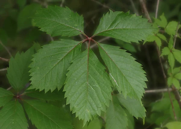 Closeup Some Leaves Virginia Creeper — Stock Photo, Image