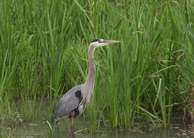 Büyük Mavi Balıkçıl (ardea herodias)