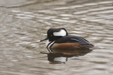 Kukuletalı Merganser (erkek) (Lophoditler guguklu)