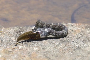 Common Watersnake eating a large fish (nerodia sipedon)