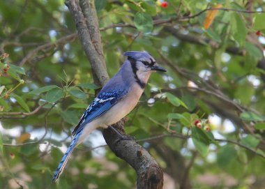 Mavi Jay (siyanocitta cristata)