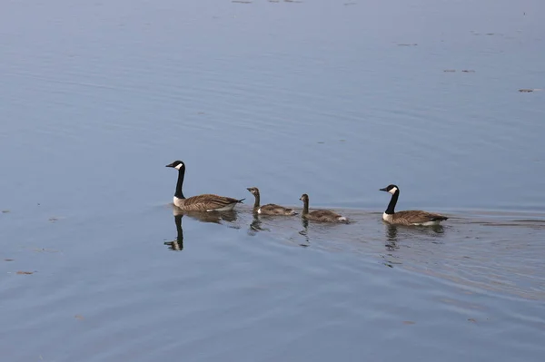 Famille Des Bernaches Canada Branta Canadensis — Photo