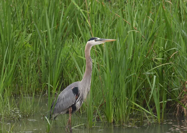 Velká Modrá Volavka Ardea Herodias — Stock fotografie