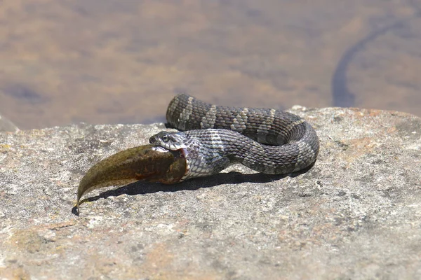 Common Watersnake eating a large fish (nerodia sipedon)