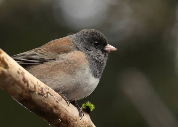 Темноокий Junco Група Орегону Самиця Junco Hyemalis — стокове фото