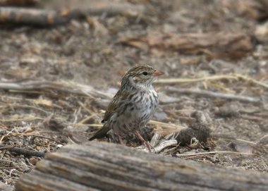 Bira serçesi (olgunlaşmamış) (spizella breweri))