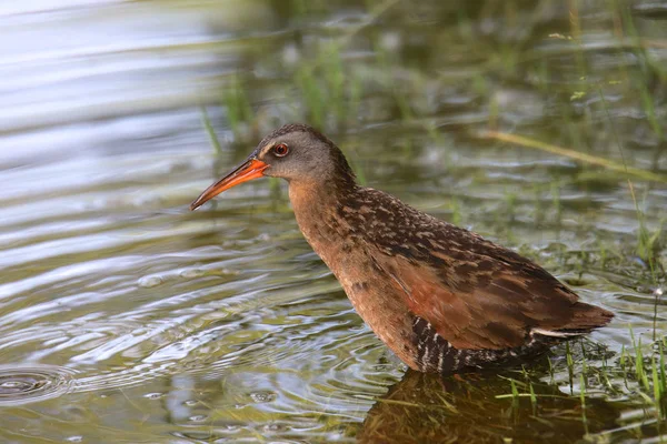 Virginia Rail Rallus Limicola — Stockfoto