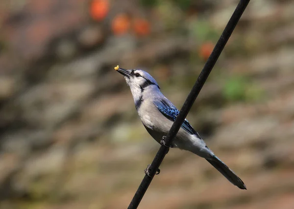 Blue Jay Com Pouco Suet Seu Bico Cyanocitta Cristata — Fotografia de Stock