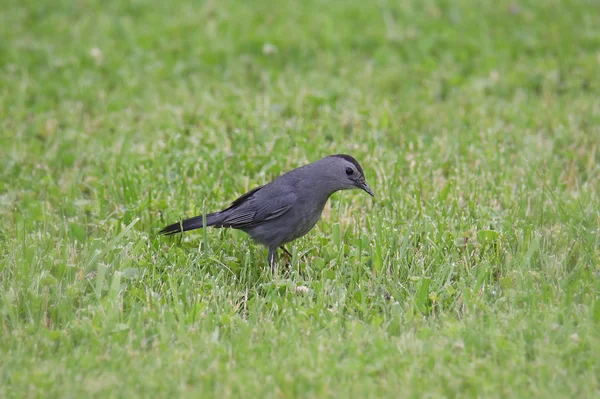 Gray Výhodná Dumetella Carolinensis — Stock fotografie