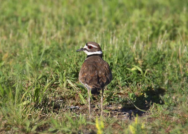 Morszczuk Charadrius Vociferus Plądrowiec — Zdjęcie stockowe