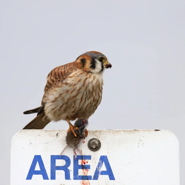 American Kestrel Female Eating Mouse Falco Sparverius — Stock Photo, Image