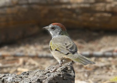 Yeşil kuyruklu Towhee (pipilo chlorurus