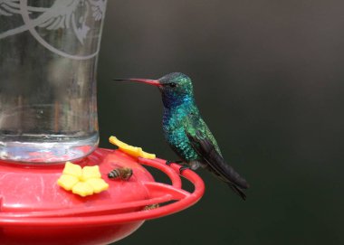 Geniş gagalı sinekkuşu (erkek) geleneksel sinekkuşu besleyicisinde (cynanthus latirostris)