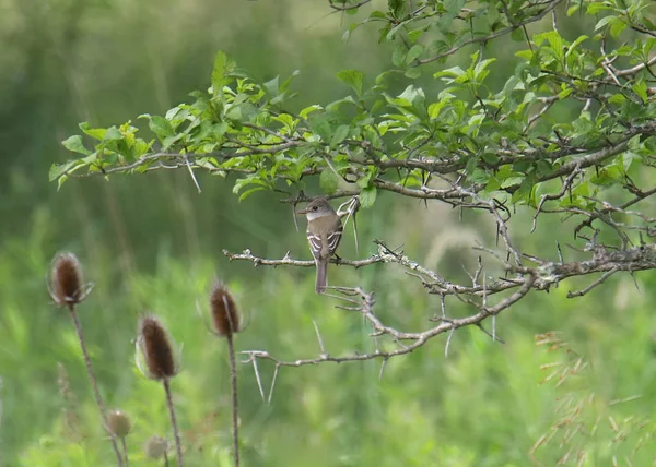 Willow Flycatcher Empidonax Traillii — Stok fotoğraf
