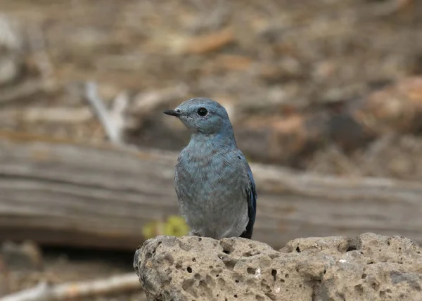 Pássaro Azul Macho Sialia Currucoides — Fotografia de Stock